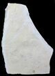 Jurassic Brittle Star (Sinosura) Mortality Plate - Solnhofen Limestone #66391-1
